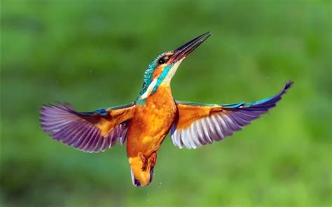 Wallpaper Kingfisher Flight Wings Water Drops 1920x1200 Hd Picture Image