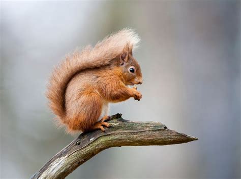 A Red Squirrel Sitting On A Branch Taken In Scotland Uk Red