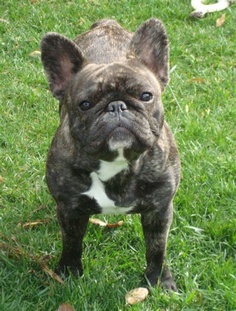 Lilybelle Frenchies Sweet Daphne Our Brindle French Bulldog Cutie