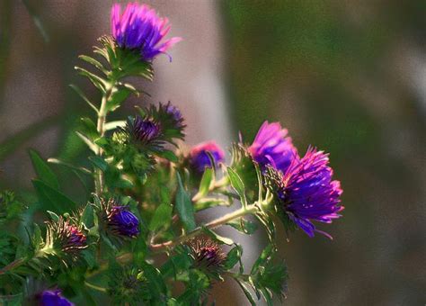 This is where a lot of the world gets it's idea of what texas is really like. 732 best Gardening for Texas Panhandle, including Native ...