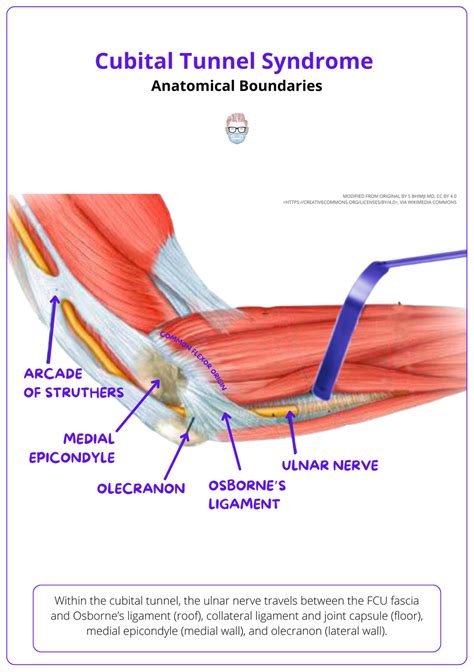 Cubital Tunnel Syndrome Anatomy Clinical Diagnosis And Treatment Options