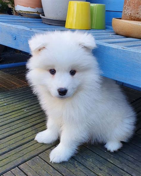 Photo Animaliere Samoyed Puppy Pooch Canine Cute Dogs Golden
