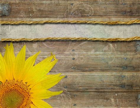 abstract yellow sunflower background vector ilration template