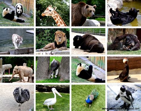 Zoo Animals Collage Amazing Wallpapers