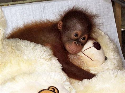 Pin By Elizabeth On Animals Cute Baby Animals Baby Orangutan Cute