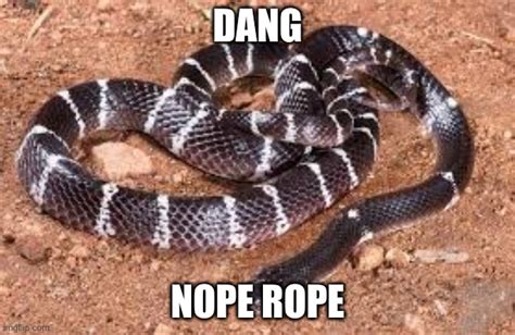 Image Tagged In Snake Nope Rope Imgflip
