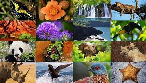Biodiversidad Qué Es Tipos Pérdida E Importancia