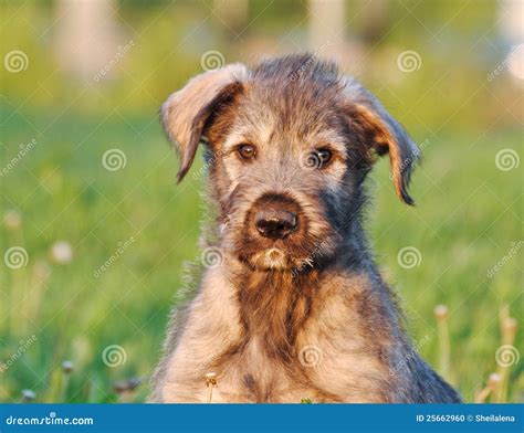 Portrait Of Irish Wolfhound Puppy Stock Photo Image Of Irish