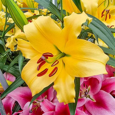 Buy Corcovado Lily Tree Online Lily Trees Brecks