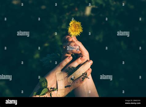Human Hands Holding Dandelion Plant New Life Concept Nature Care