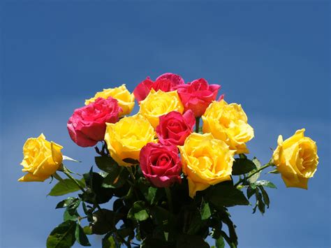 Yellow And Pink Roses With Vizagfood