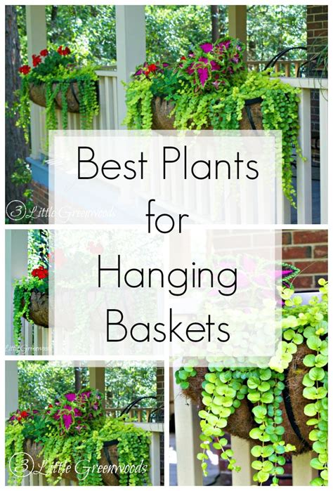 Best Ideas For Hanging Baskets 3 Little Greenwoods