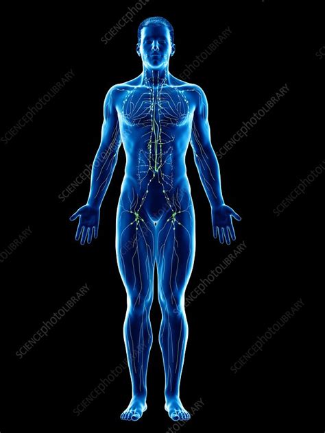Lymphatic System Illustration Stock Image F0266224 Science