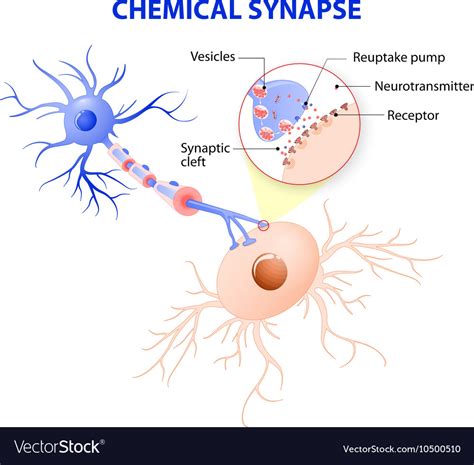 Typical Chemical Synapse Royalty Free Vector Image