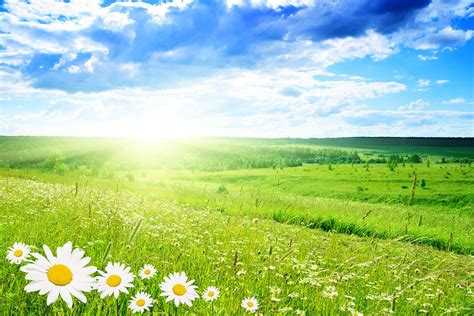 Sunny Field Background