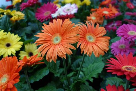 Gerbera daisy plants, with 30 fellow varieties, are one of the most popular, frequently delivered and gerbera daisy plant: Growing Gerbera Daisy in Pots - a Full Guide | Gardening Tips