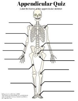 Exercise 10 The Appendicular Skeleton Pre Lab Quiz Online Degrees