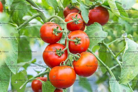 Vegetables Tomato Sparta F1 Premier Seeds Direct