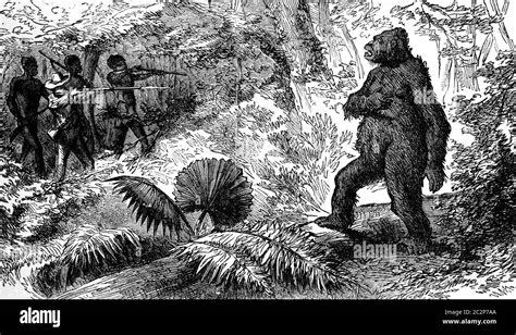 Country Snakes The Death Of Gorilla Vintage Engraved Illustration