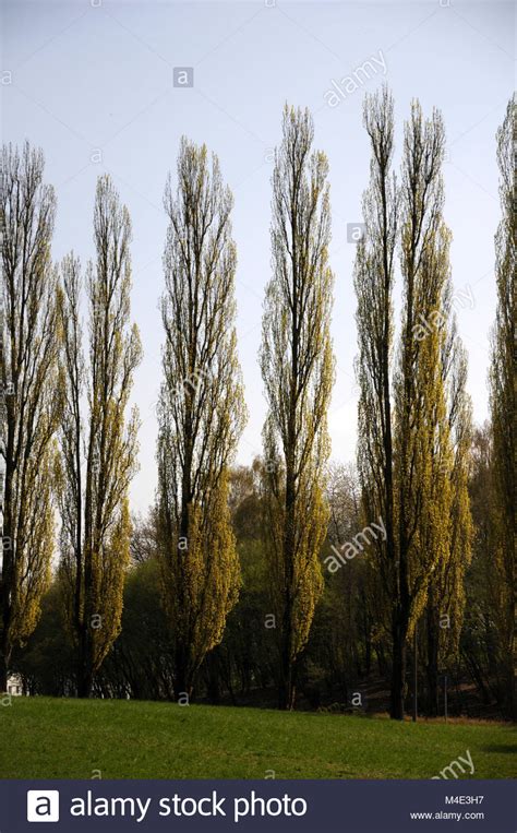 Populus Nigra Italica High Resolution Stock Photography And Images Alamy