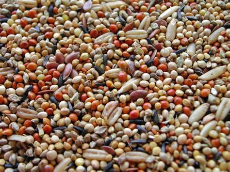 1:1 seeding ratio or 12h. Budgie Tonic Seed available from Ponderosa