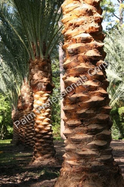 Date trees starting to grow in yard. Buying Medjool Date Palms For Homes In America - Houston ...