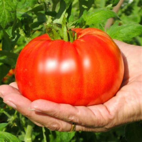 20 Beefsteak Tomato Seeds Juicyandsuper Tasty High Germination Rich