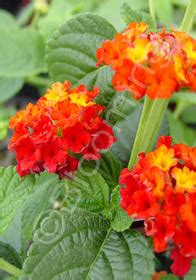 Red spread lantana, spreading lantana, lantana family: Lantana camara 'Dallas Red'