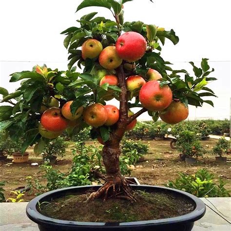 Zlking 50pcs Very Rare Dwarf Apple Tree Sweet Fruit Planted Fruit Trees