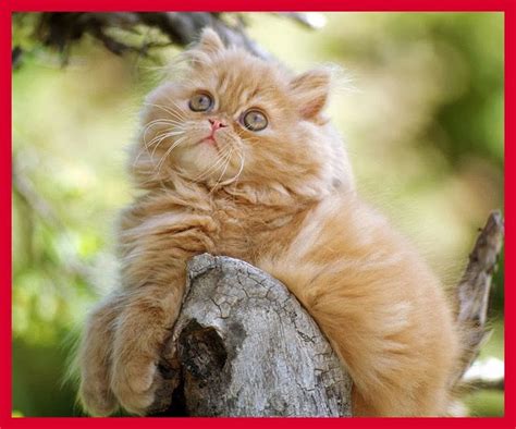 Top 20 Cutest Cat Breeds Daily News