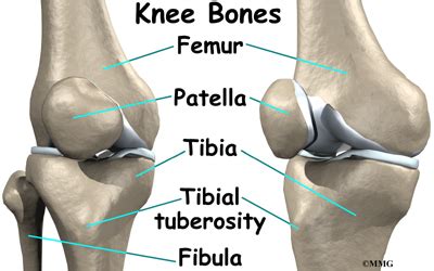 Leg bones labeled (page 1). Conditions and Treatments