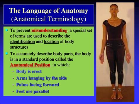 Ppt Anatomical Terminology And Skeletal System Powerpoint Presentation