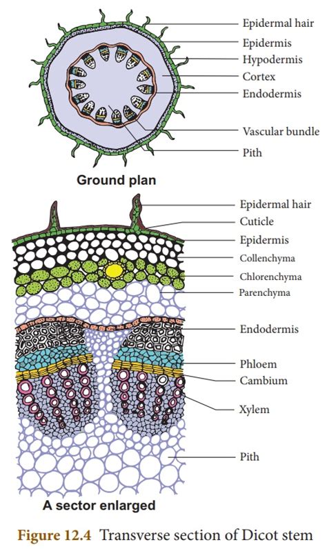 Dicot Stem Vascular Bundle