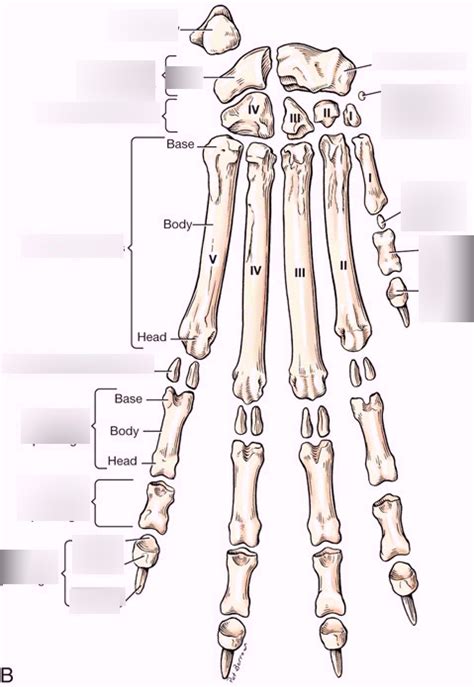 Carpal Metacarpal Phalange Bones Diagram Quizlet