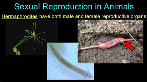 Sexual Reproduction In Animals Youtube