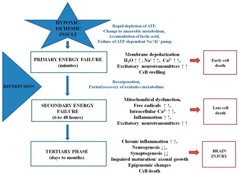 Ijms Free Full Text Role Of Antioxidants In Neonatal Hypoxic