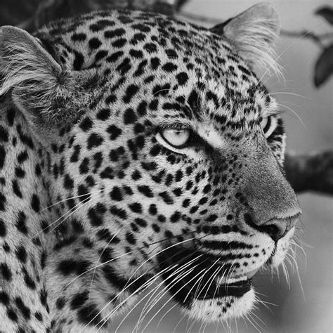 Download, share or upload your own one! Animal Faces In Black And White Photo Contest Winners ...