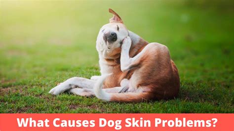 What Causes Dog Skin Problems The Ultimate Guide 2023
