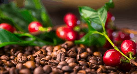What makes colombian coffee so. Best Colombian Coffee: Top 5 Tasty Colombian Coffee Beans