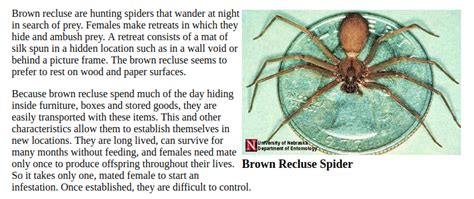 Fact Check New Deadly Spider In The Usa