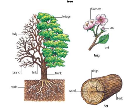 Tree Noun Definition Pictures Pronunciation And Usage Notes