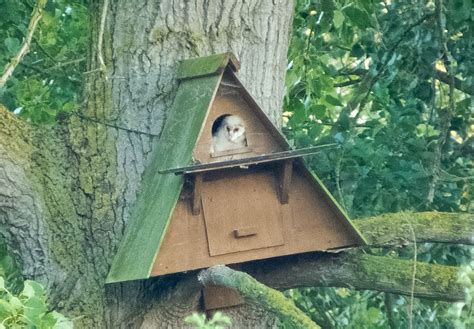 Barn Owl Chicks And More Fowlmere Fowlmere Barn Owl Owl Nest Box Owl Nesting