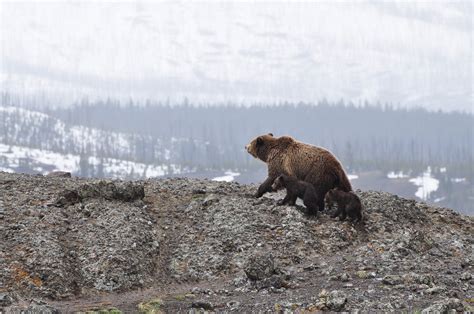 Federal Judge Blocks First Northwest Grizzly Hunt In 44 Years Jurist