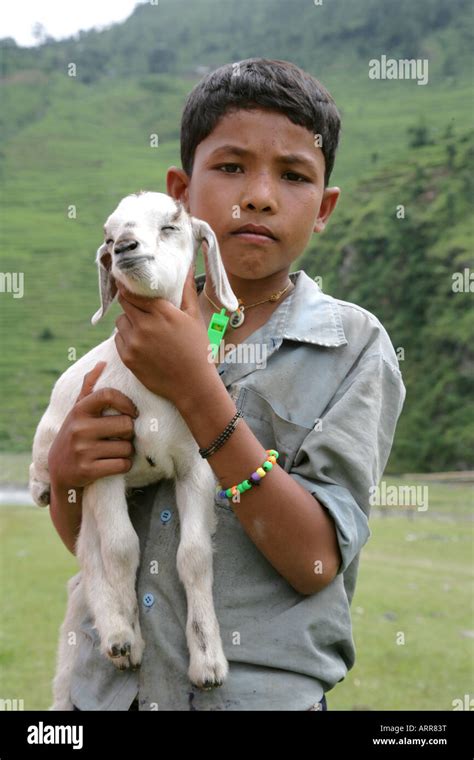 Nepalese Boy And Goat Stock Photo Alamy