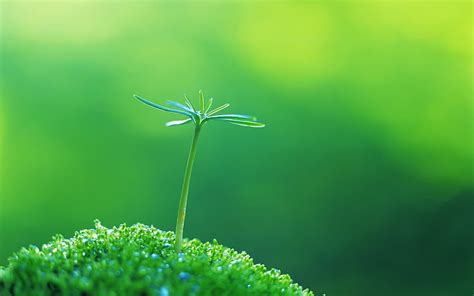 Hd Wallpaper Green Seedling Selective Focus Photography Of Green Leaf