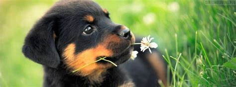 Adorable Cute Puppy German Shepherd Facebook Cover