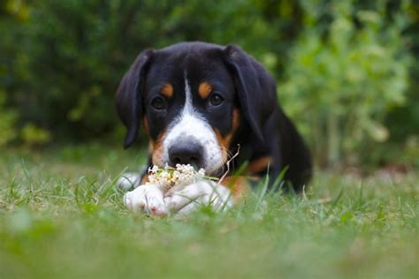 Entlebucher Mountain Dog Breed Info Pics Traits And Facts Doggie