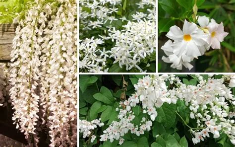 10 White Flowering Vines Plus Growing Tips Garden Lovers Club