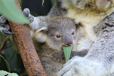 What Do Baby Koalas Eat