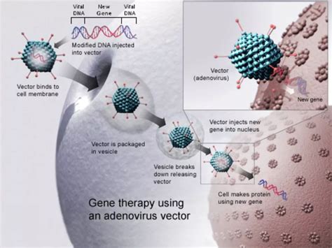 Facts About Gene Therapy Factsnippet